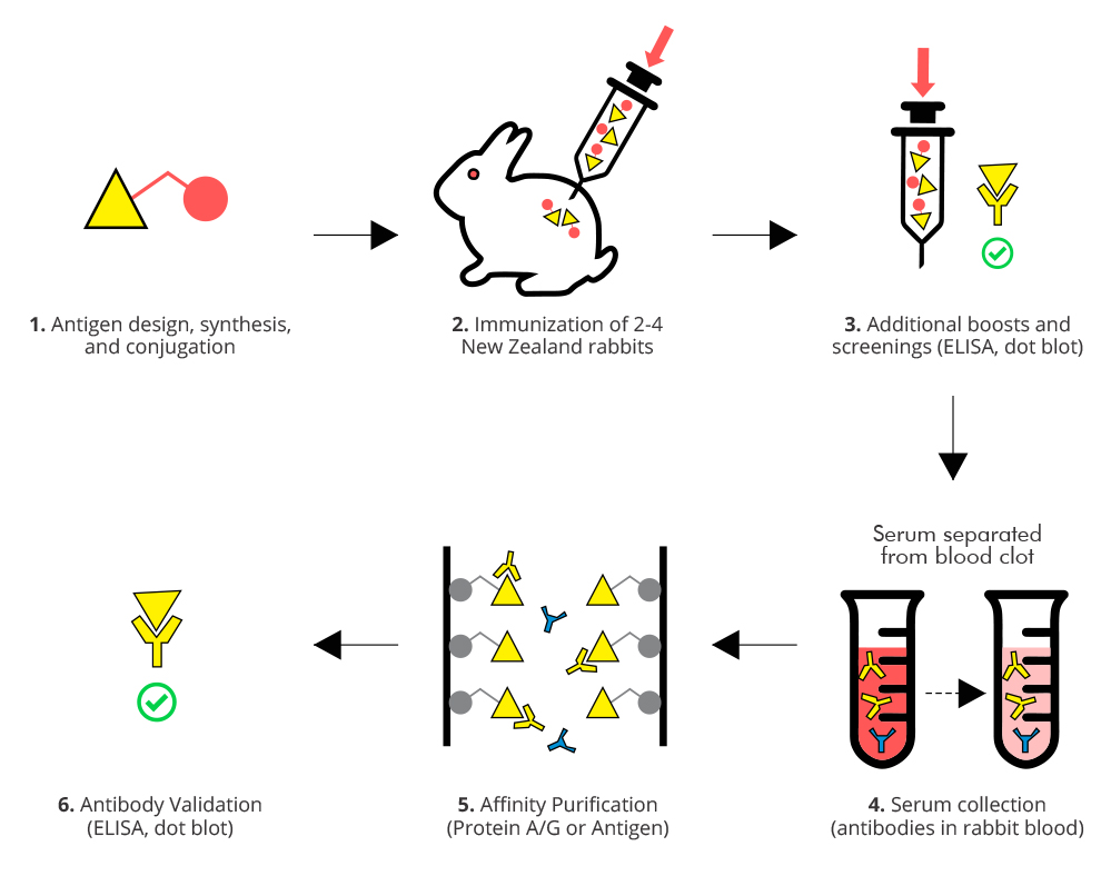 antibody production process