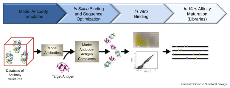 The in-silico aproach involves starting with a template antibody and using molecular dynamics tools to test alterations to the variable region. Once researchers settle on an amino acid sequence that appears functional in computer simulations, the antibody genetic sequence is inserted into a plasmid and produced by microorganisms. Finally, the antibody is tested in lab (in-vitro). The process repeats until a superior antibody product is produced.