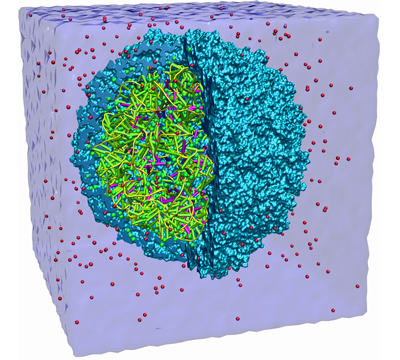 Simulation of a viral capsid immersed in water